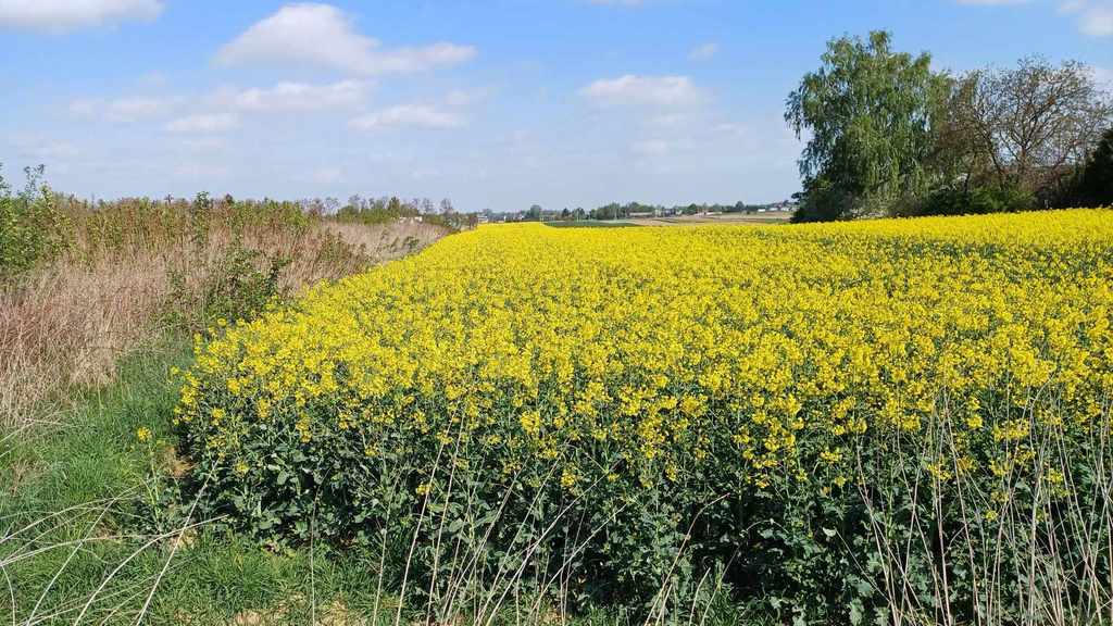 Działka – Jakubowice Konińskie, ul. Akacjowa