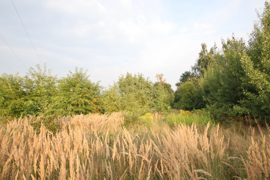 Działka – Dąbrowa Górnicza, Gołonóg, Laski