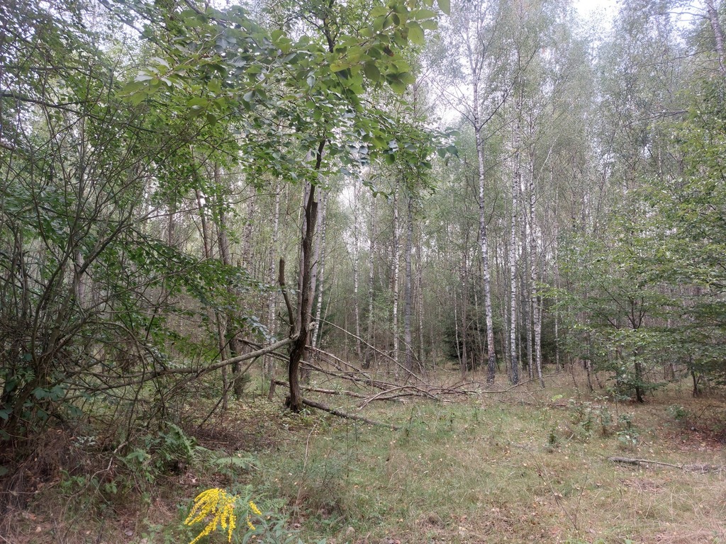 Działka – Węgajty