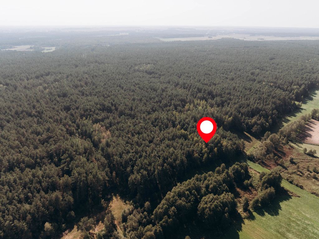 LAS SOSNOWY W MODZELACH - SKUDOSZACH!