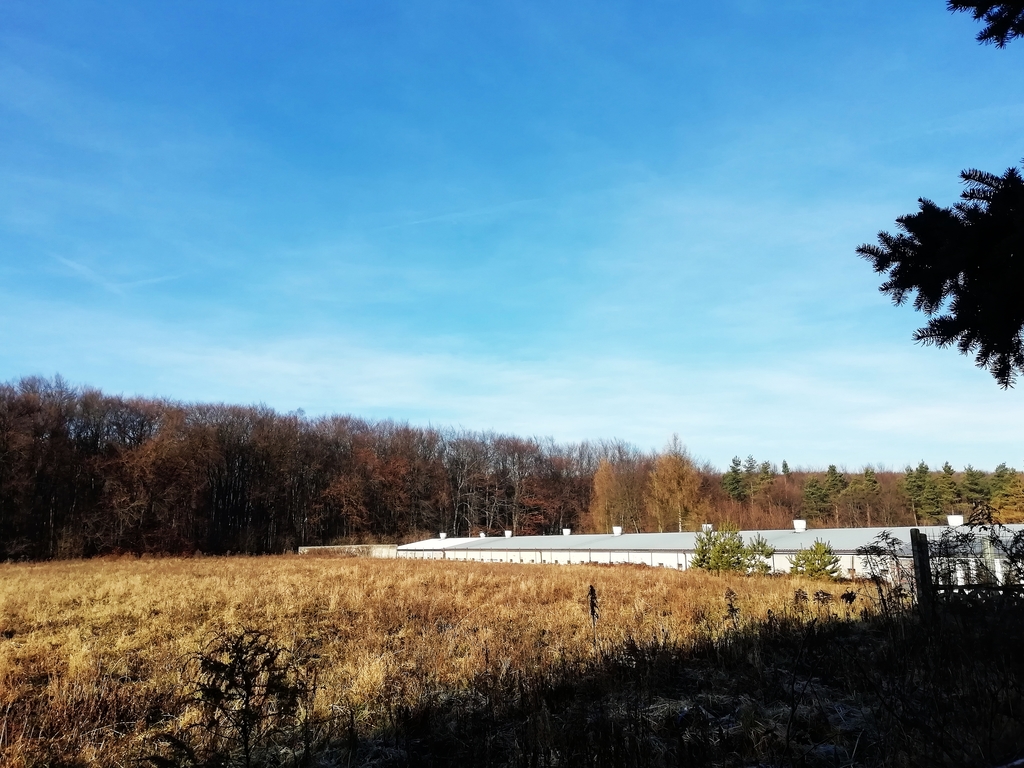 HALA KURNIK, UBOJNIA, HALA PRODUKCYJNA Z PLACEM