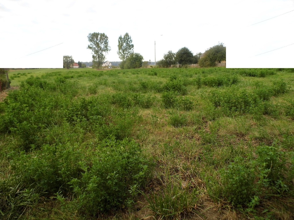 Działki w gminie Poświętne!