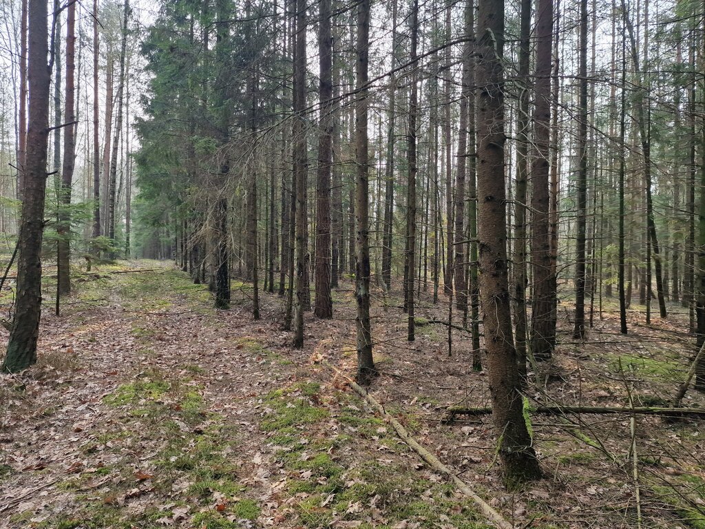 Działka leśna pod Knyszynem