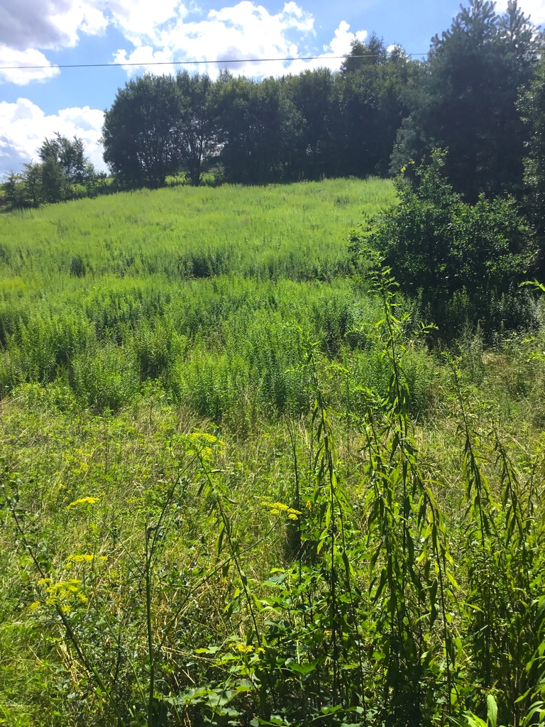 Działka zagrodowa z Minodze