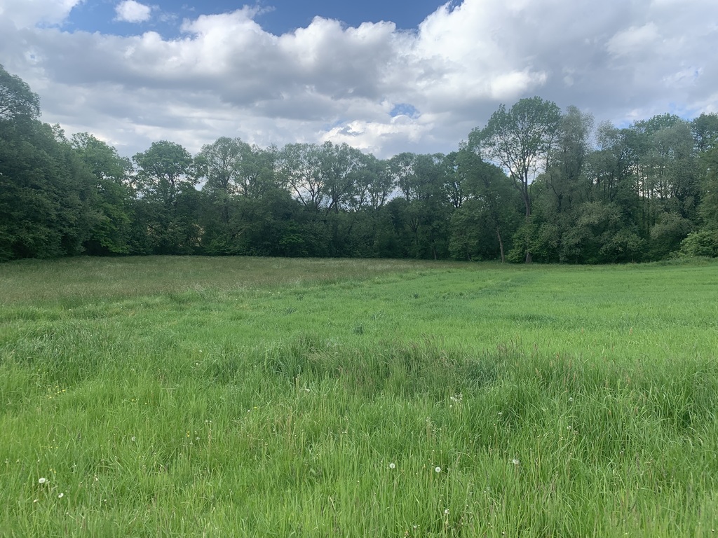 DZIAŁKA PRZY LESIE.