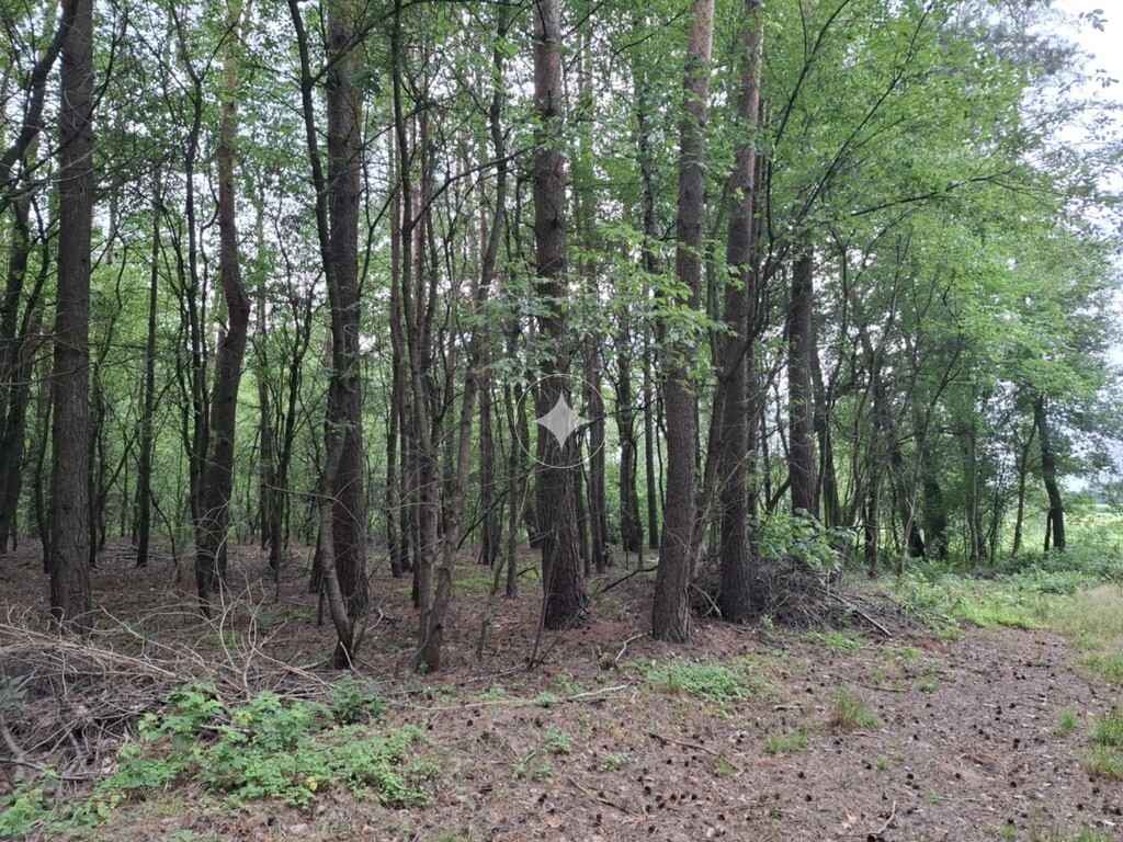 Na sprzedaż las gm . Łapy