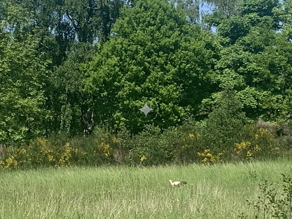 DZIAŁKA ROLNA PRZY LESIE.